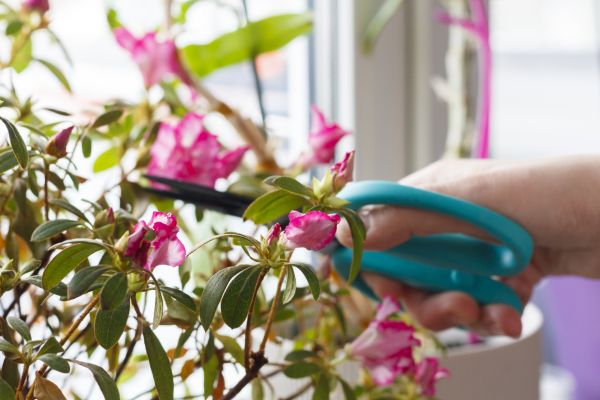 Azalea Pruning in Crystal Lake