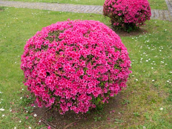 Cost of Rhododendron Pruning in Crystal Lake