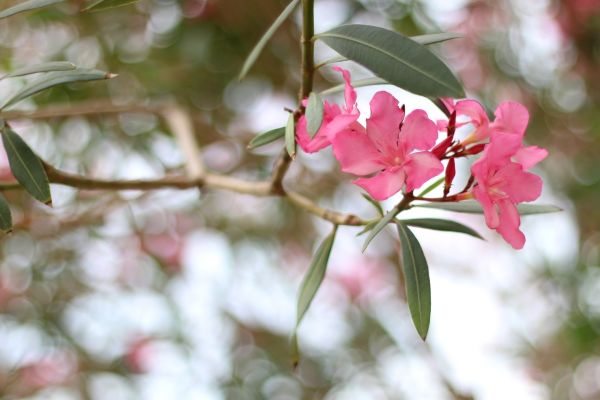 Cost of Oleander Removal in Crystal Lake