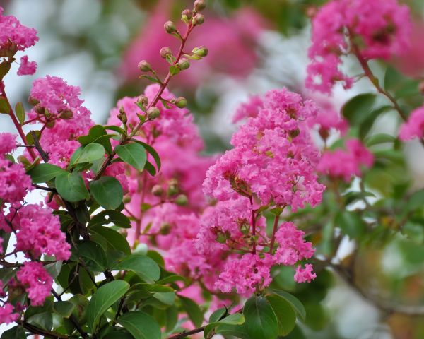 Cost of Crepe Myrtle Removal in Crystal Lake