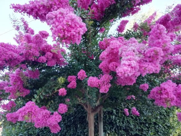 Cost of Crape Myrtle Pruning in Crystal Lake