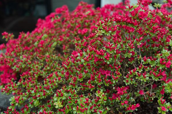 Cost of Weigela Removal Service in Crystal Lake
