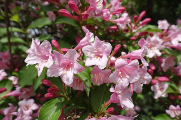 Cost of Weigela Pruning Service in Crystal Lake