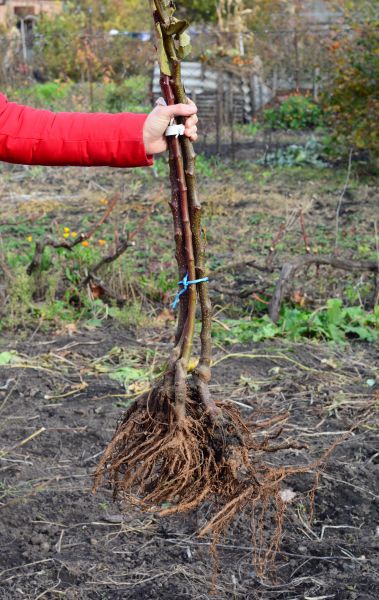 Cost of Shrub Root Removal in Crystal Lake