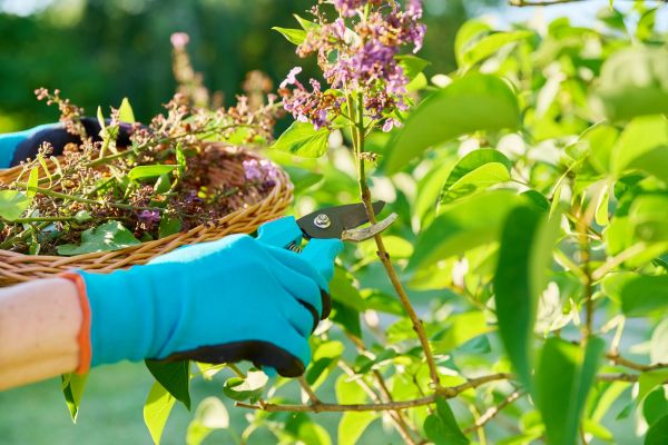 Cost of Lilac Trimming Service in Crystal Lake