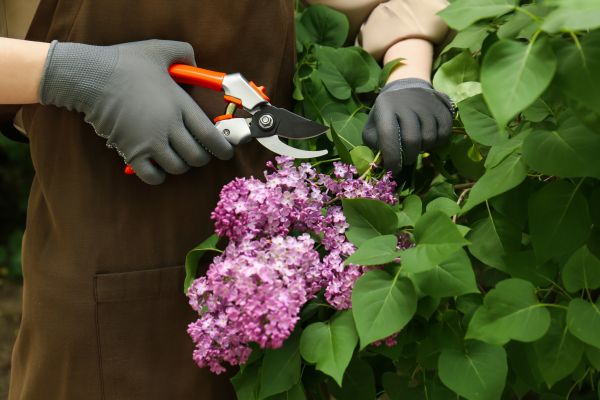 Cost of Lilac Pruning Service in Crystal Lake