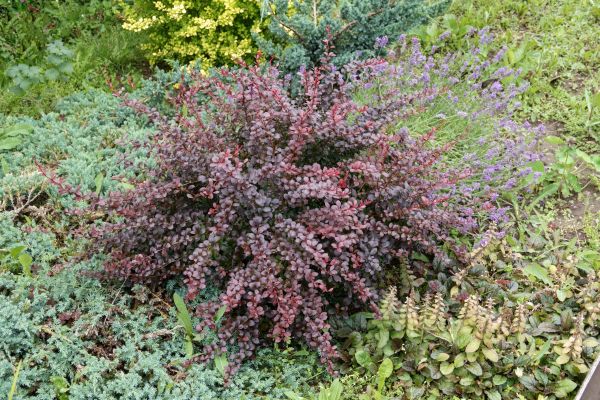 Cost of Japanese Barberry Removal in Crystal Lake