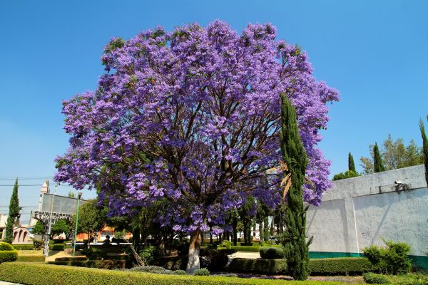 Cost of Jacaranda Pruning in Crystal Lake