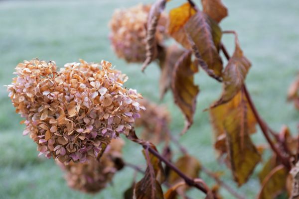 Cost of Hydrangea Removal in Crystal Lake