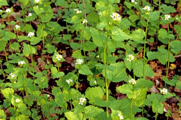 Cost of Garlic Mustard Removal in Crystal Lake