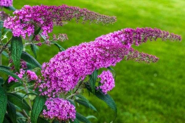 Cost of Butterfly Bush Removal in Crystal Lake