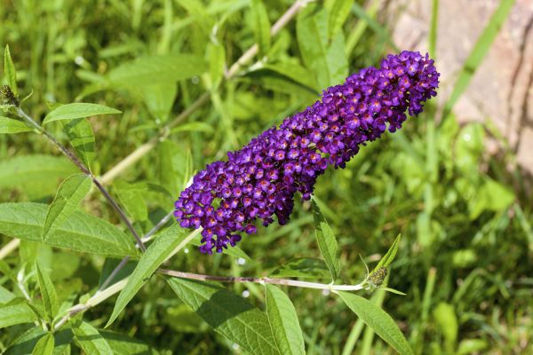 Butterfly Bush Pruning in Crystal Lake