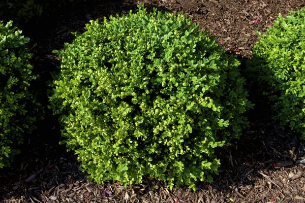 Cost of Boxwood Removal in Crystal Lake