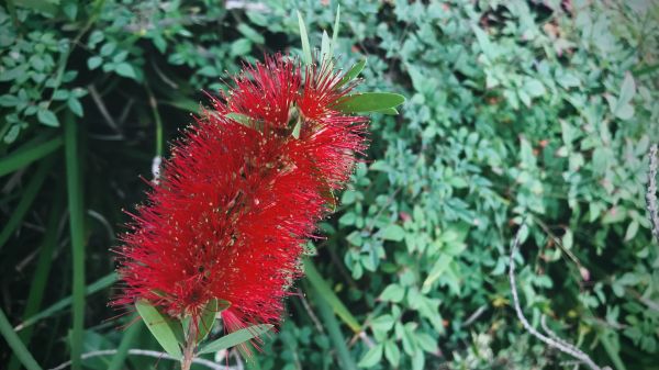 Cost of Bottlebrush Pruning in Crystal Lake