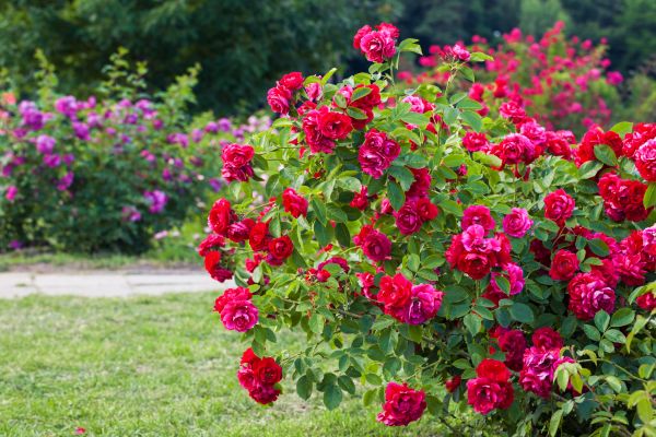 Shrub Trimming in Crystal Lake