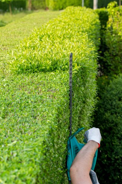 Hedge Trimming in Crystal Lake